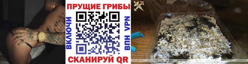 Купить где  Карачаевск  Галлюциногенные грибы Psilocybine cubensis 